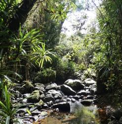 Stream on the Waisali Rainforest trail